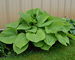 Hosta 'Sum and Substance'