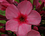 Floksis skarainais 'Red Caribbean'