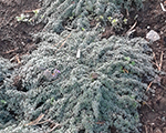 Mārsils mazais 'Silver Fluffy'