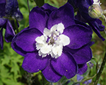 Delfīnija 'Jupiter Purple'
