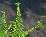 Sievpaparde parastā 'Victoriae'