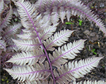 Sievpaparde Niponas krāsotā 'Pewter Lace'