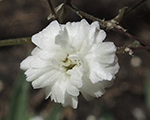 Plīvurpuķe 'Bristol Fairy'