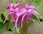Epimēdija lielziedu 'Rose Queen'