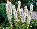 Liatre vārpu 'Floristan White'
