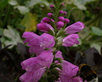 Fizostēgija Virdžīnijas 'Vivid'