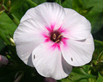 Floksis skarainais 'Mike`s Favourite'