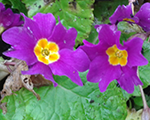 Prīmula violeta koši