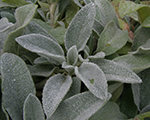 Sārmene vilnainā 'Silver Carpet'