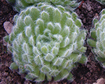 Saulrietenis skropstainais