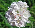 Armērija jūrmalas 'White Select'