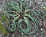 Loks - Maurloks dekoratīvais 'Curly Mauve'