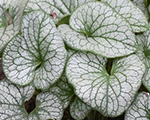 Brunnera liellapu 'Alexander’s Great'