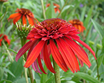 Ehinācija 'Hot Papaya'