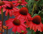 Ehinācija 'Pearl Red'