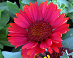 Gailardija 'SpinTop Red'