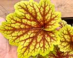 Heihēra 'Red Lightning'