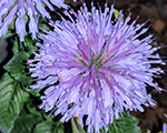 Aedmonarda 'Blue Moon'