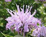 Aedmonarda 'Panorama Gently Lilac'