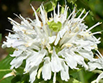 Monarda dvīņziedu 'Schneewittchen'