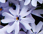 Floksis aslapu 'Spring Blue'