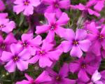 Floksis aslapu 'Spring Dark Pink'