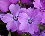 Floksis aslapu 'Spring Purple'