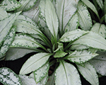 Lakacis 'Silver Bouquet'
