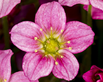 Akmeņlauzīte Ārendsa 'Alpino Early Rose'
