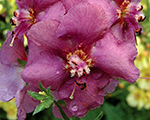 Deviņvīruspēks 'Plum Smokey'