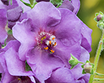 Deviņvīruspēks 'Sugar Plum'