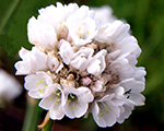Armērija jūrmalas 'Armada White'