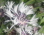Dzelzene kalnu 'Varieties'