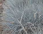 Auzene zilganā 'Bright Heaven'