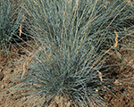 Auzene zilganā 'Foggy'