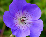 Gandrene 'Rozanne'