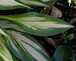 Hosta 'Cherry Berry'