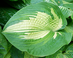 Hosta 'Great Expectations'