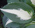 Hosta 'Night Before Christmas'