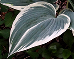 Hosta 'El Niño'