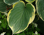 Hosta 'Sagae'