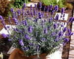 Lavanda šaurlapu 'Hidcote Blue'