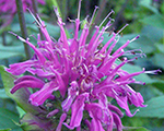 Monarda dvīņziedu 'Dark Ponticum'