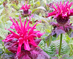 Monarda dvīņziedu 'Fireball'