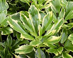 Pahisandra galotnes 'Silver Edge'