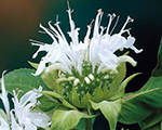 Aedmonarda 'Bee-Bright'