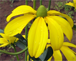 Rudbekija spožā 'Herbstsonne'