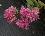 Laimiņš Eversa 'Bright Pink'