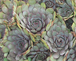 Saulrietenis 'Gray Lady'