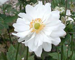 Anemone 'Whirlwind'